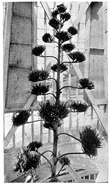 Century Plant